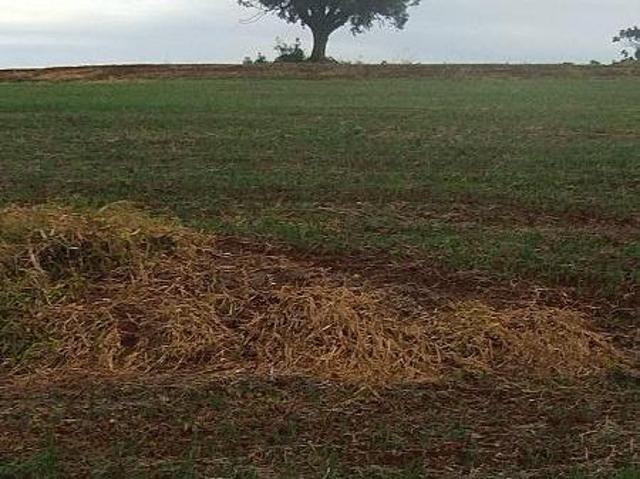 Sítio e chácara venda em Região Geográfica Imediata de Apucarana, Mauá da Serra
