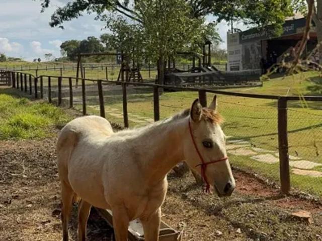 Fazenda venda em Região Geográfica Imediata de Goiânia, Trindade