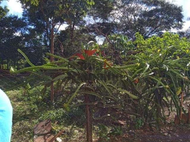 Sítio e chácara venda em Região Imediata de Ribeirão Preto, Região Metropolitana de Ribeirão Preto
