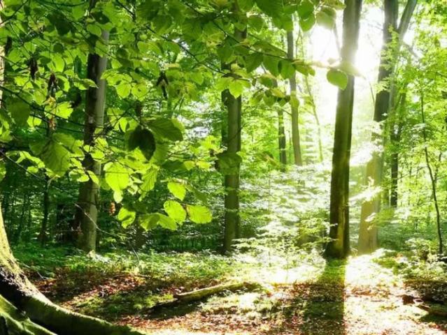Land for sale in Rawalpindi, Islamabad Capital Territory