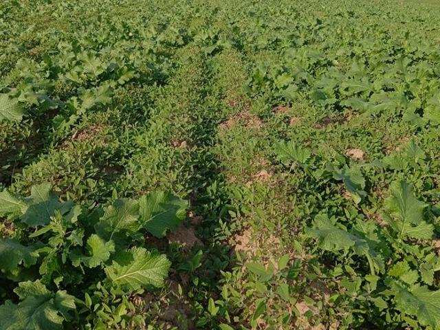 Land for rent in Pink City, Jetpur