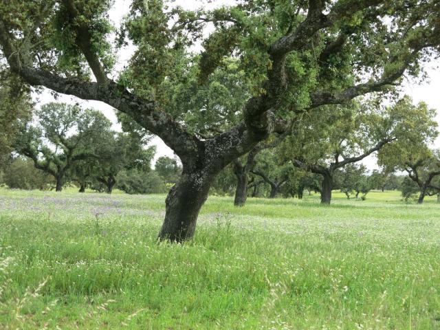 Casa en venta en Cerro de Reyes, Tierra de Badajoz