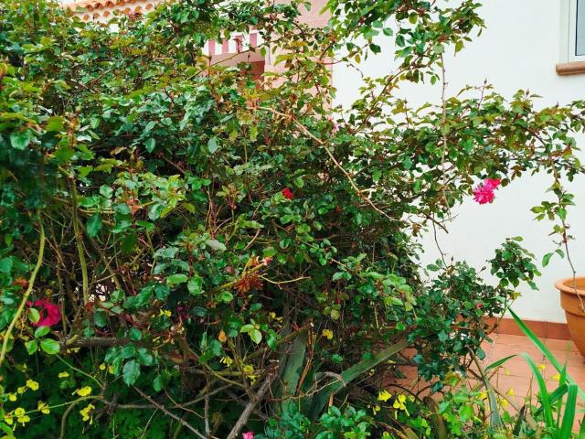 Casa en alquiler en Las Rosas, El Rosario