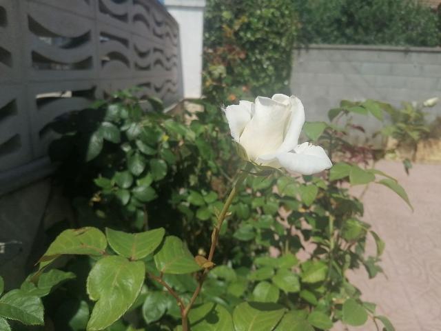 Chalet en alquiler en Cunit, Tarragona