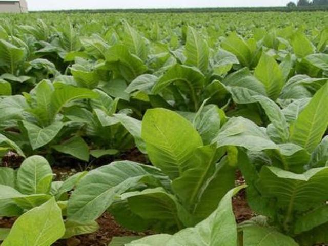 Chalet en venta en Majadas, Extremadura