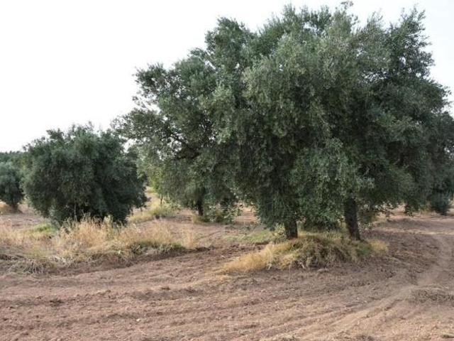 Chalet en venta en Matarraña / Matarranya, La Fresneda
