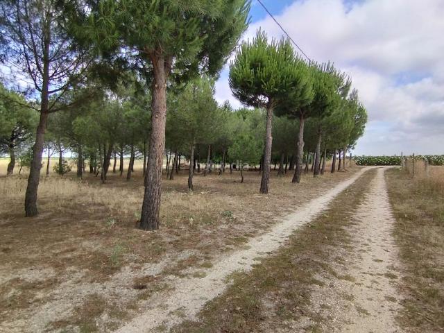 Chalet en venta en Medina Sur, Medina Del Campo