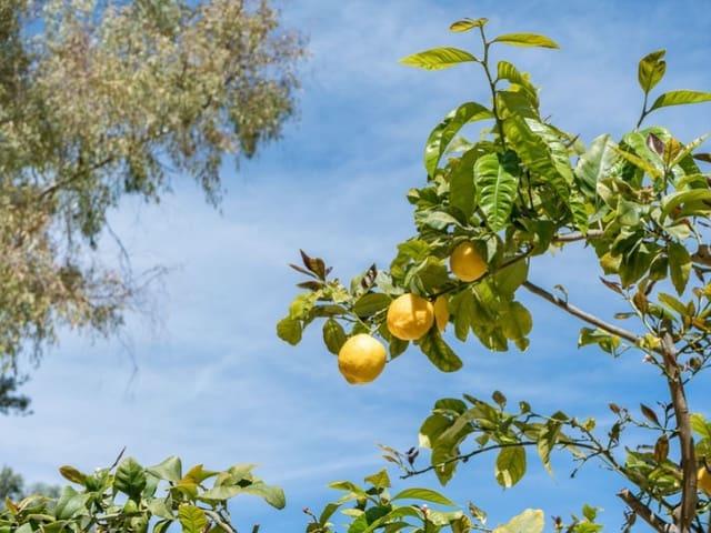 Chalet en venta en Gènova, Palma
