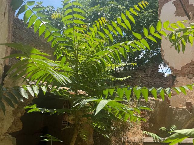 Casa en venta en Granátula De Calatrava, Castilla-La Mancha