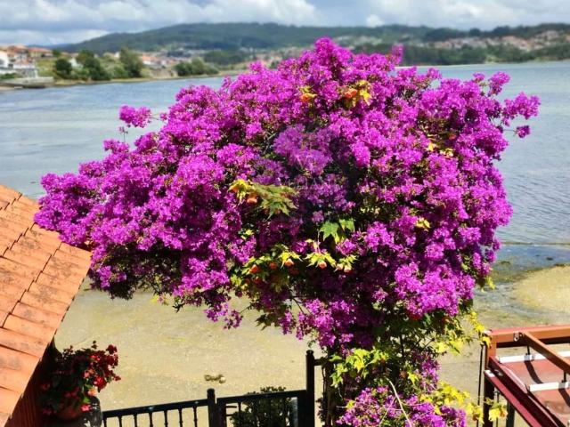 Casa en venta en Poio, Cidrás