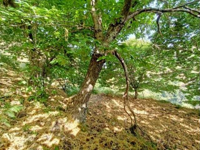 Chalet en venta en Serranía de Ronda, Andalucía