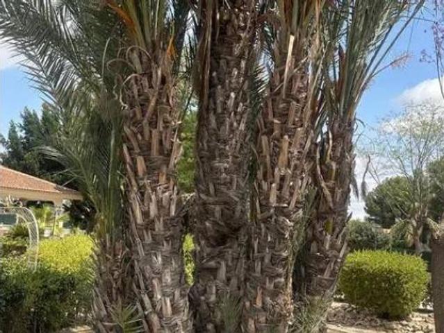 Chalet en venta en el Baix Segura / La Vega Baja, Valencia