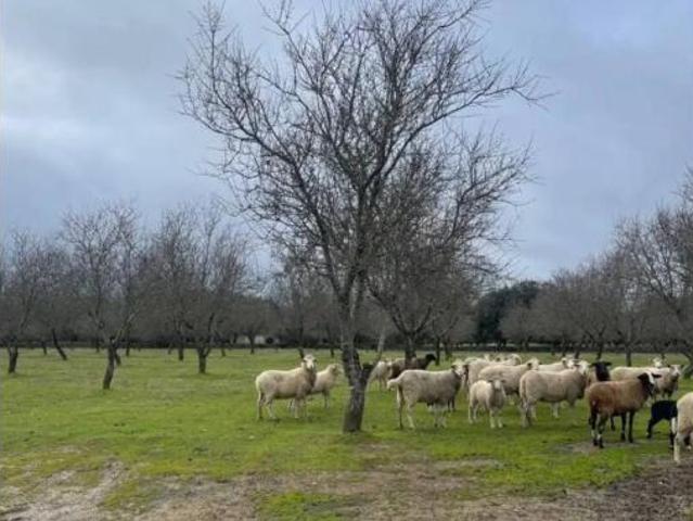Chalet en venta en La Ribera - San Lázaro, Plasencia
