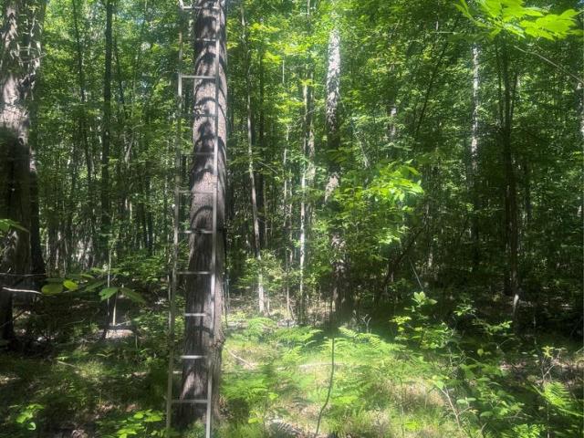 Land for sale in Tuscola, Michigan