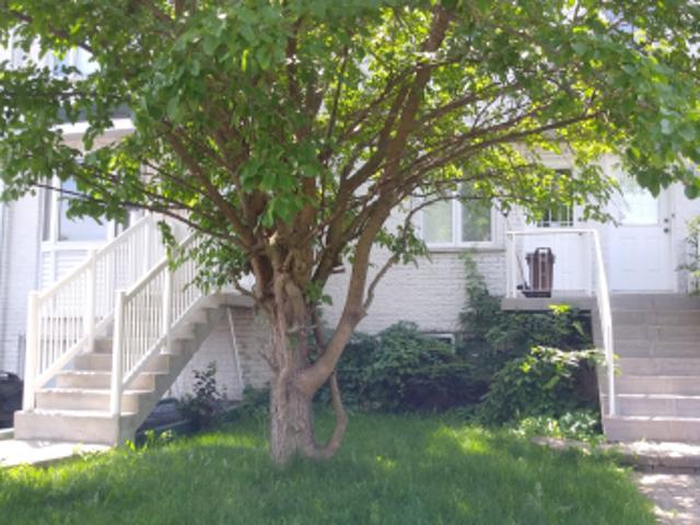 Room for rent in Longueuil