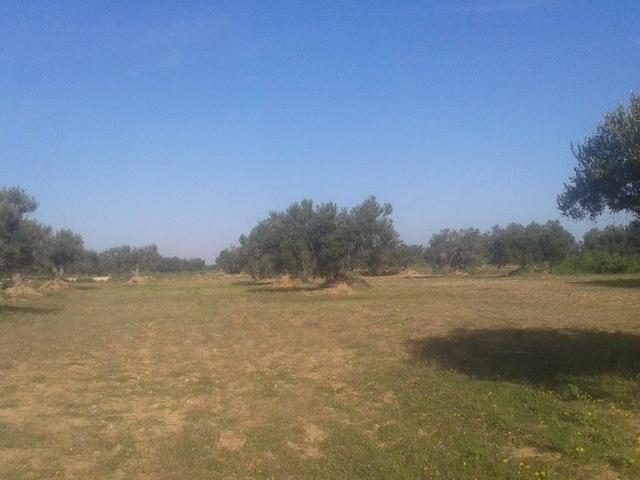 Terrain vente à Djerba - Houmet Essouk