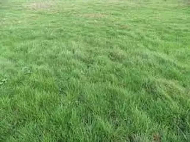 Terrain vente à Champigny, Les Tartilles