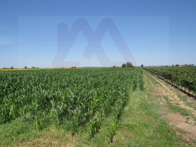 Terreno venda em Chamusca e Pinheiro Grande, Chamusca