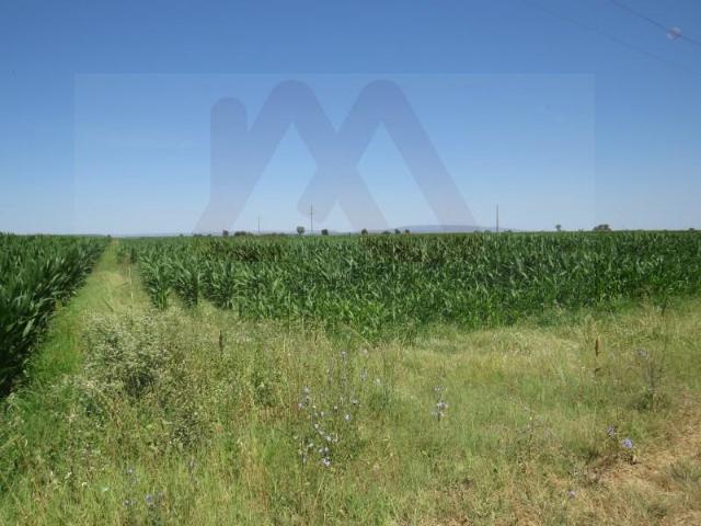 Terreno venda em Chamusca e Pinheiro Grande, Chamusca