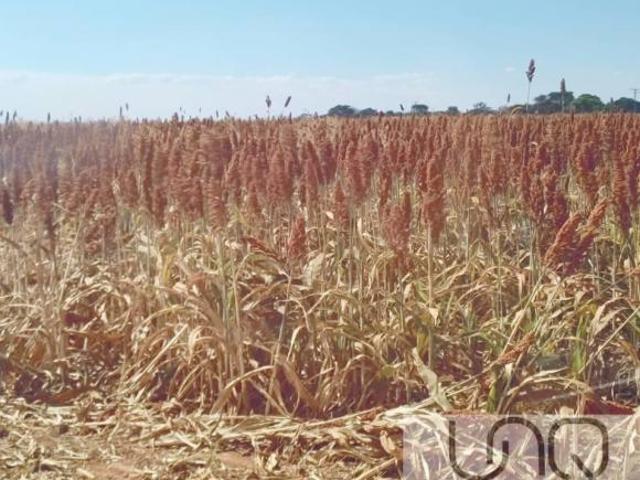 Sítio e chácara venda em Região Geográfica Imediata de Unaí, Região Integrada de Desenvolvimento do Distrito Federal e Entorno