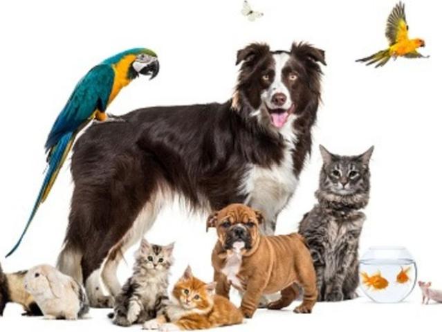 House for rent in Onehunga