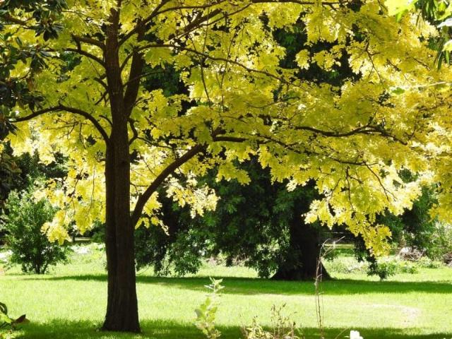 Cottage for sale in Terara, New South Wales