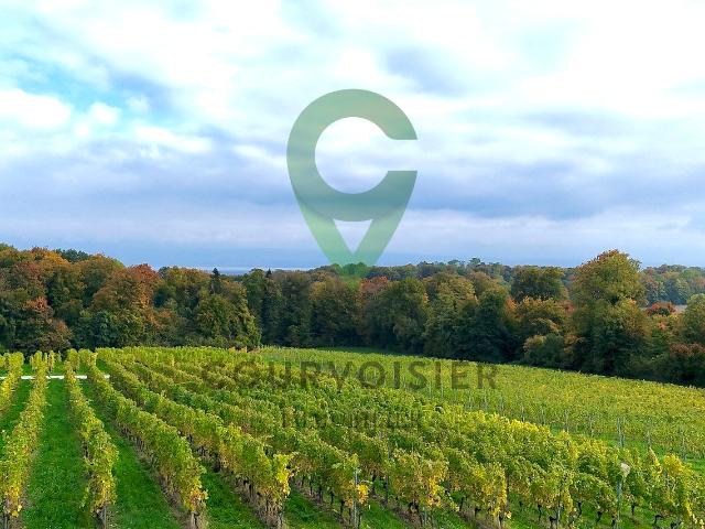 Haus kaufen in Morges, Waadt