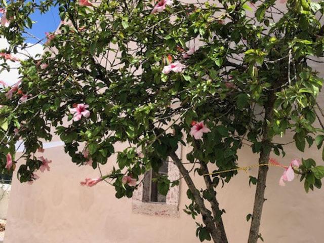 Casa alugar em Olaia e Paço, Torres Novas