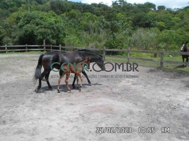 Sítio e chácara venda em Região Geográfica Imediata de Barbacena, Barbacena