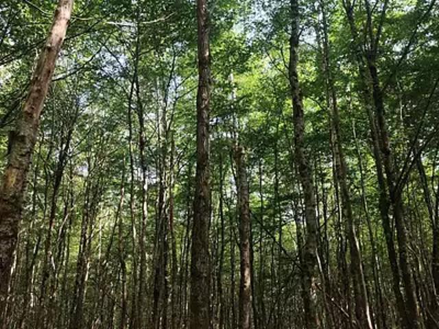 Terrain vente à Cosne-Cours-sur-Loire, Châteauneuf-val-de-bargis