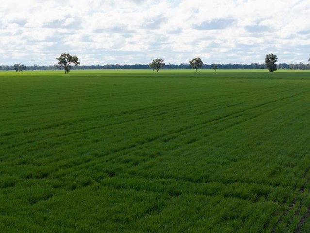 Cottage for sale in Moree, New South Wales