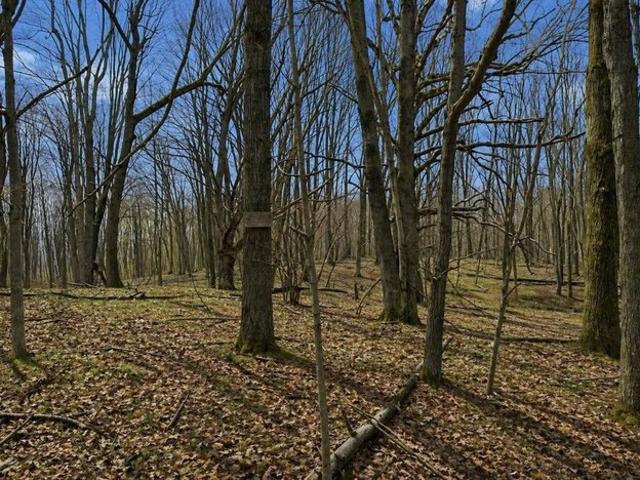 Land for sale in Clare, Michigan