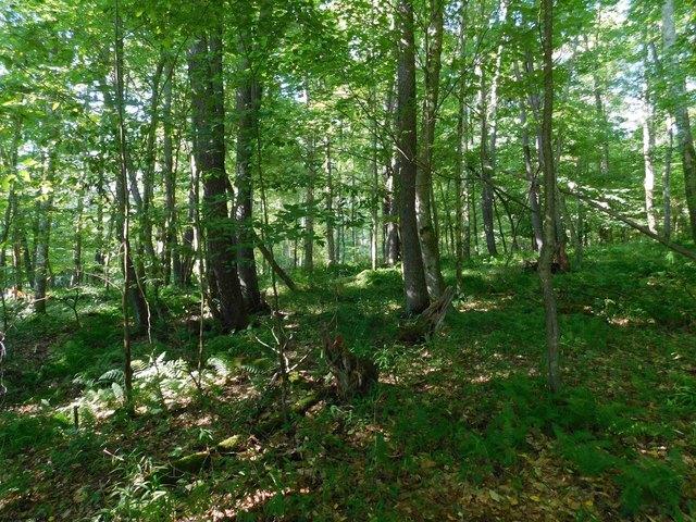 Land for sale in Terra Alta, West Virginia