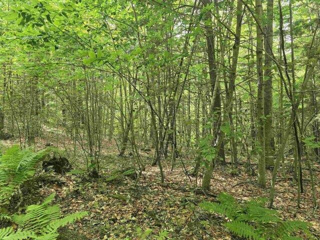 Land for sale in Chester, Windsor County