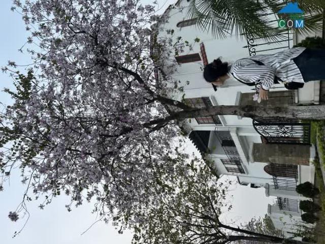 Biệt Thự bán tại Hoàn Kiếm, Hà Nội