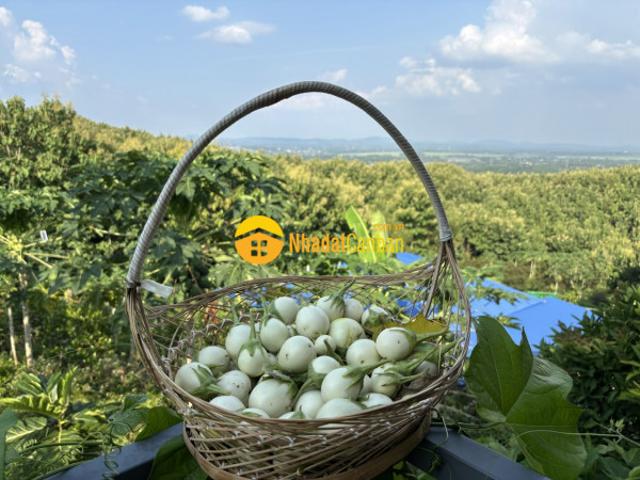 Mặt bằng bán