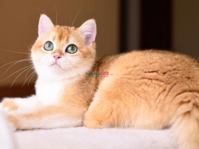 Bất động sản cho thuê tại Hồ Chí Minh
