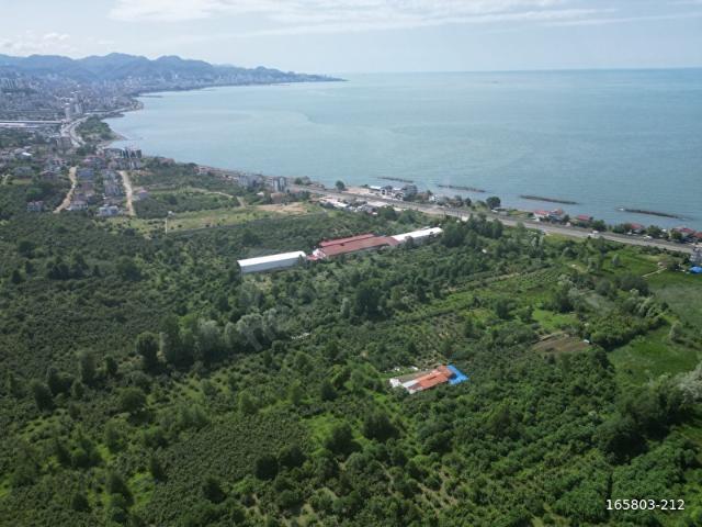 Yenipazar Mahallesi, Fatsa içerisinde satılık Arsa