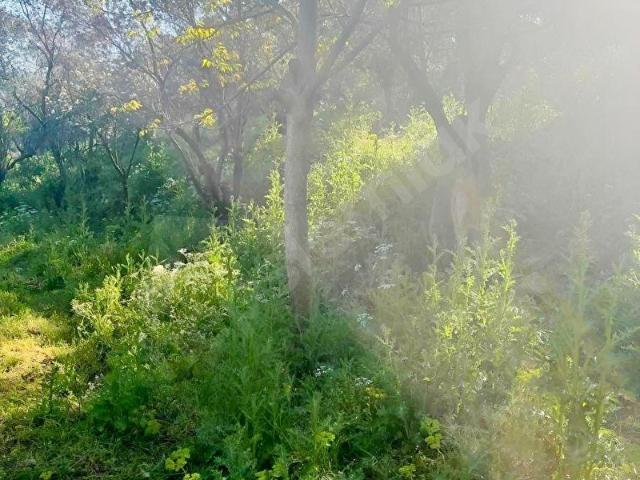 Gemlik, Bursa içerisinde satılık mülk