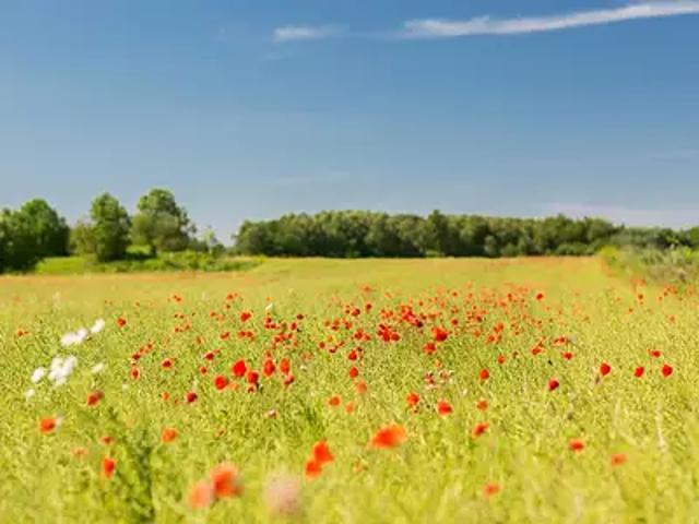 Terrain vente à Lesparre-Médoc, Cissac-médoc
