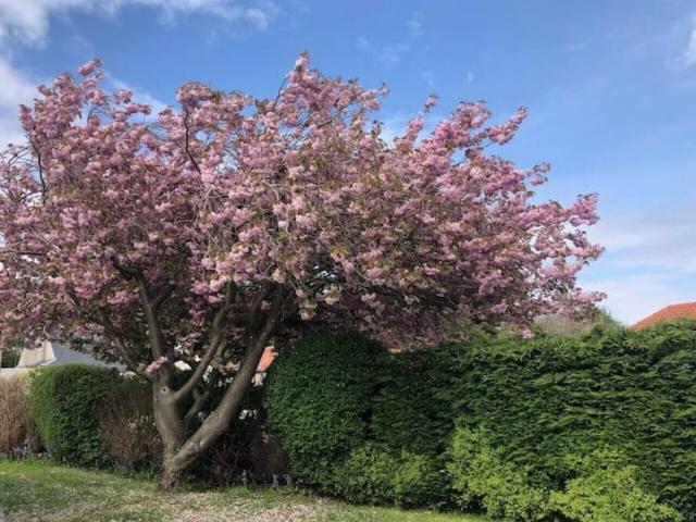 House for rent in Corstorphine, City of Edinburgh