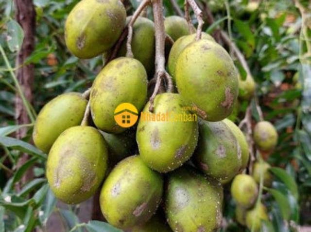 Mặt bằng bán