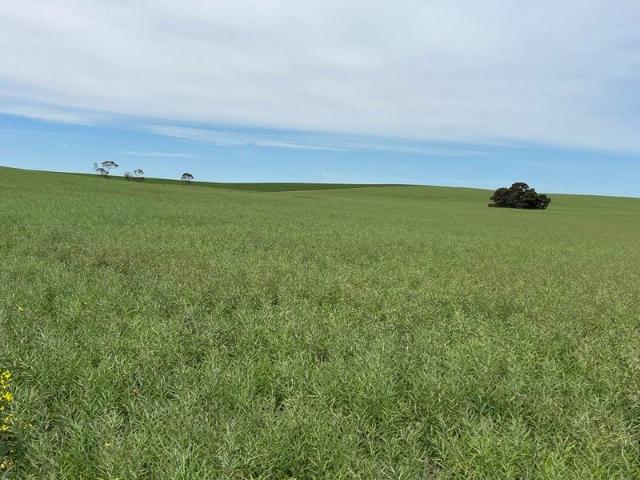 Acreage for sale in Bordertown, South Australia