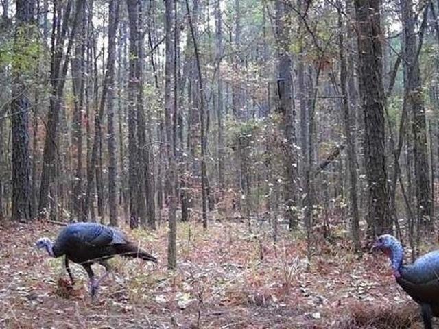 Land for sale in Benton, Louisiana