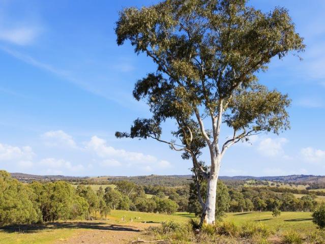 Cottage for sale in Nanima, New South Wales