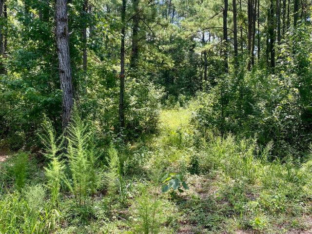 Land for sale in Wiggins, Mississippi