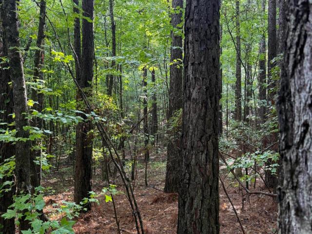 Land for sale in Mississippi