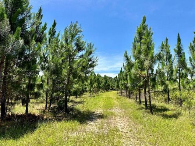 Land for sale in Troy, Alabama