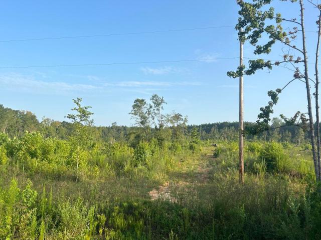 Land for sale in Sallis, Mississippi