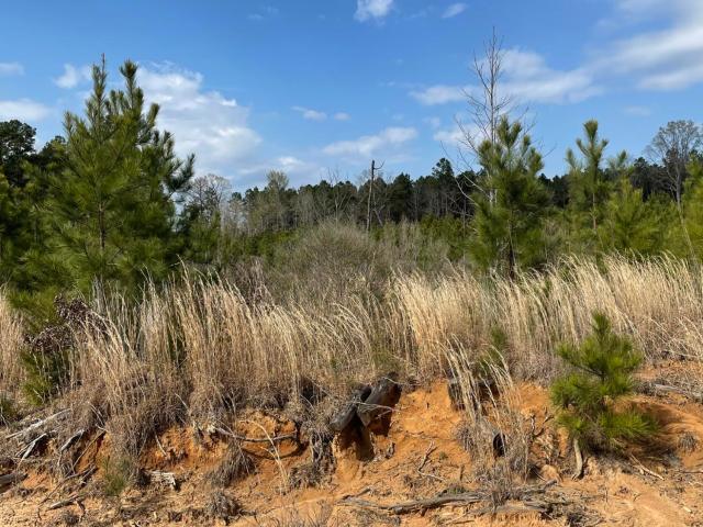 Land for sale in Calhoun City, Mississippi